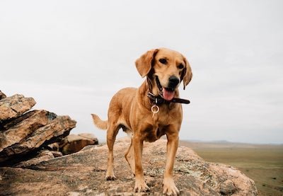 Building Confidence in Your Dog: A Comprehensive Guide - Pups And Pals