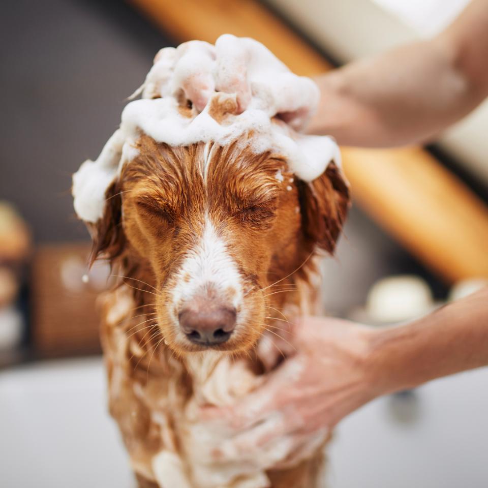 Dog Grooming and Mastering the Art of Doing It Yourself! - Pups And Pals