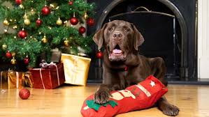 Pups and Pals Recommendations : Best Dog Christmas Gift Ideas for 2025