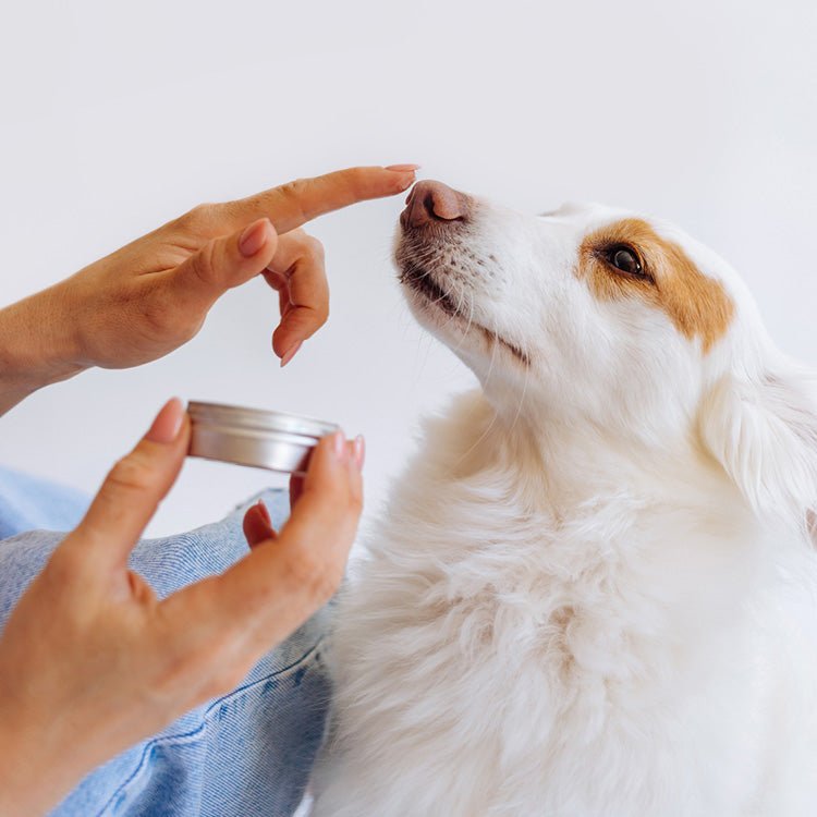 Home Remedies for Common Dog Health Issues - Pups And Pals