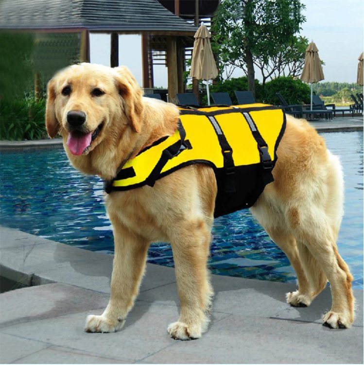 How Do I Teach My Dog To Swim? - Dive Into The Answer - Pups And Pals