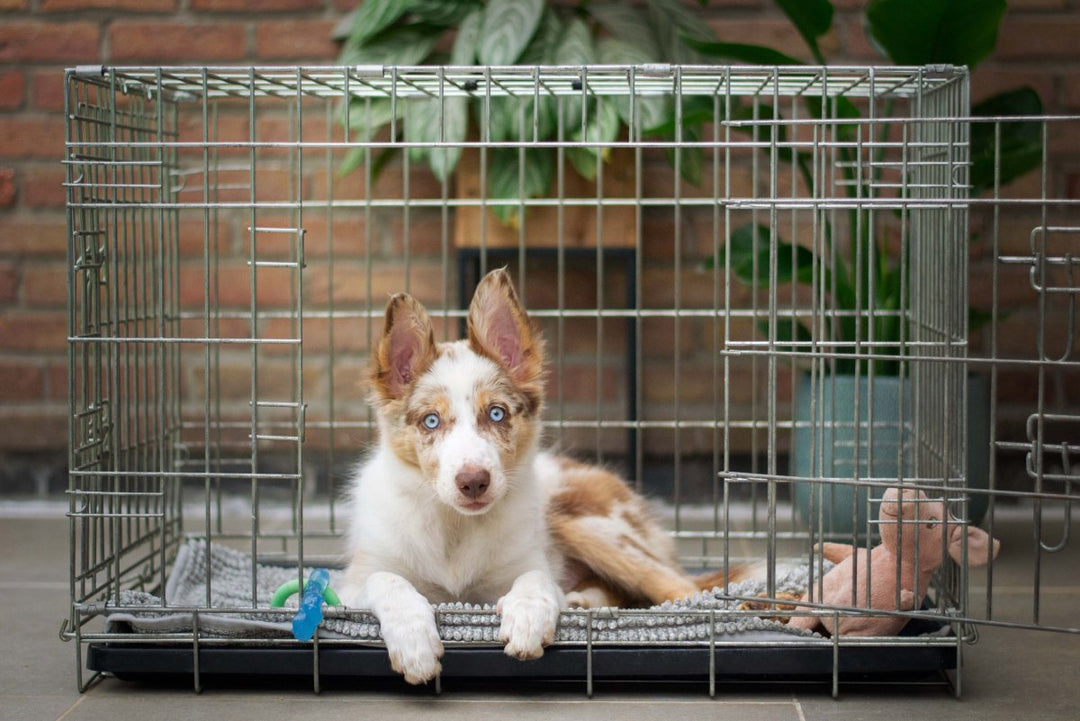 How To Crate Train A Dog ? - Pups And Pals