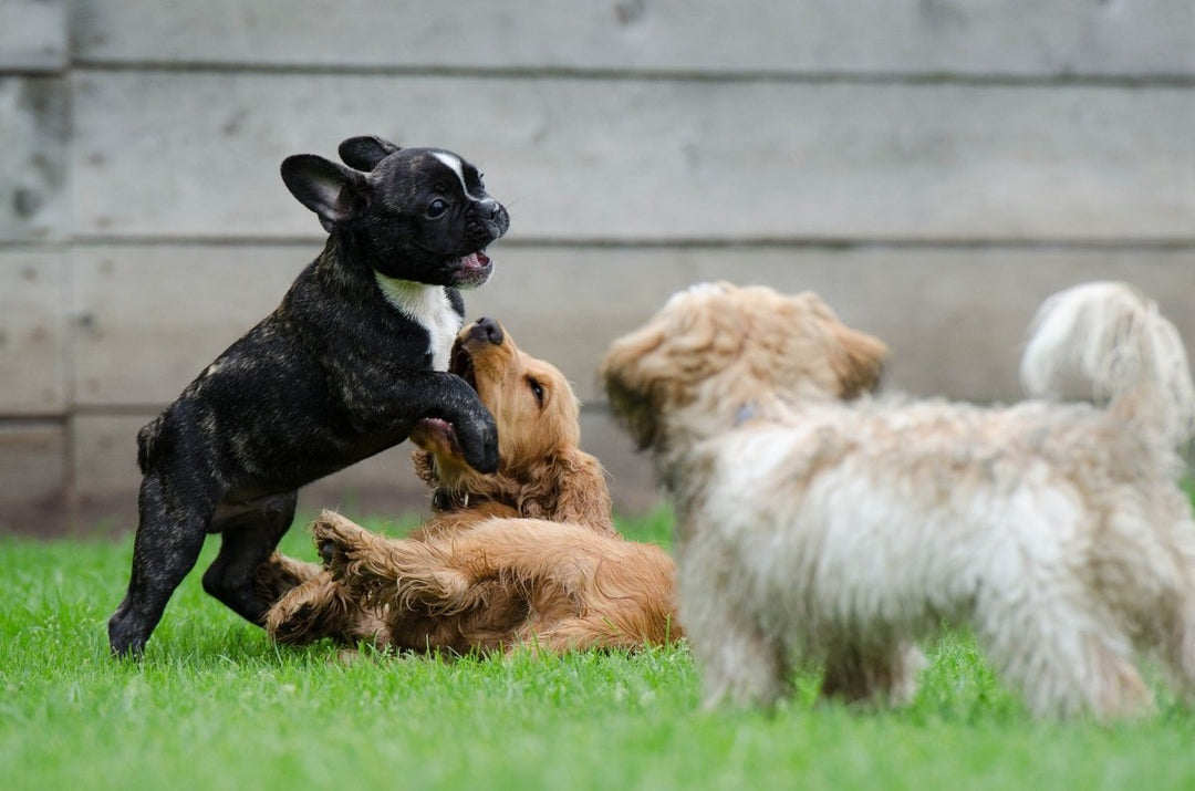 How To Socialise Dogs ? - Pups And Pals