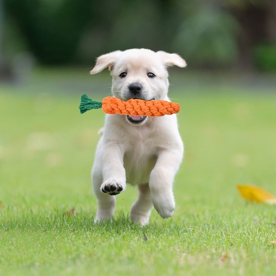 How To Train A Puppy : Building a Strong Foundation - Pups And Pals