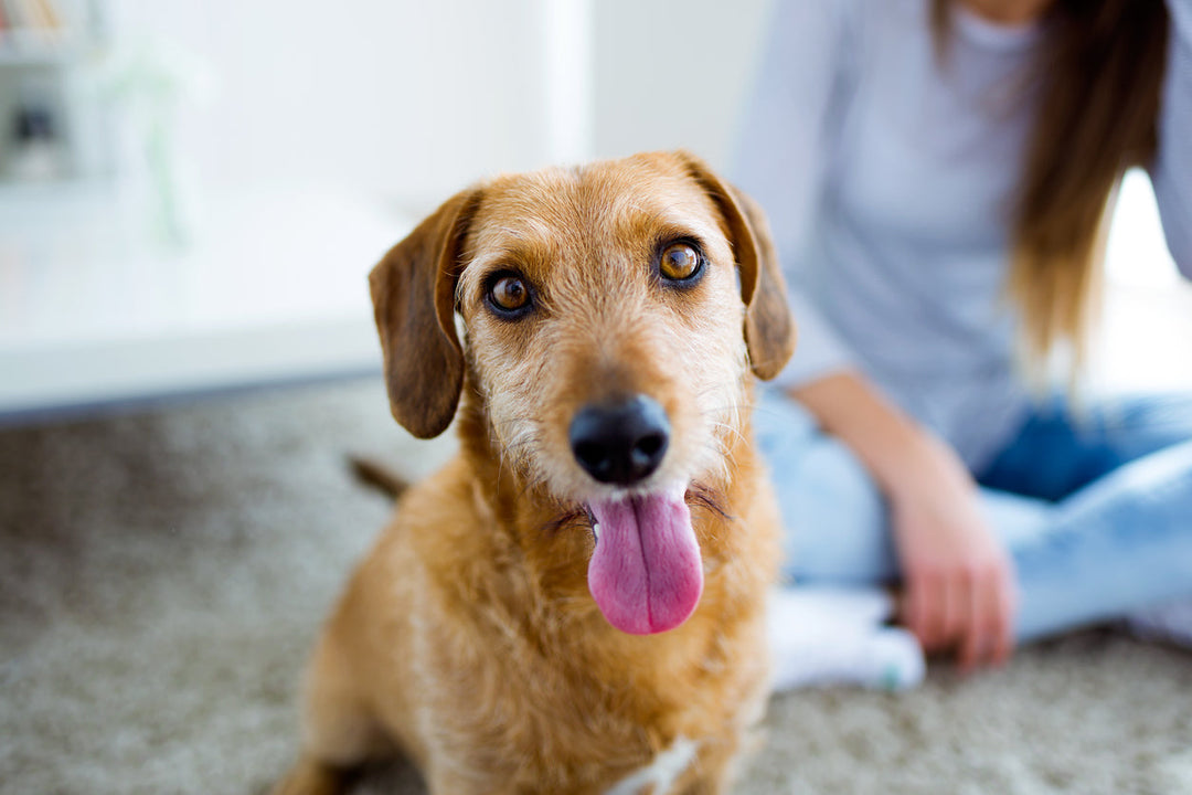 Adopting a Rescue Dog: What You Need to Know