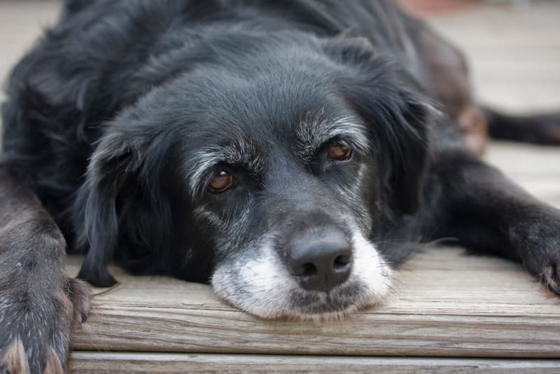 Caring for Senior Dogs: Tips for Older Pets In The Later Years