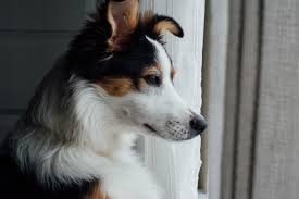 Separation Anxiety in Dogs: How to Help Your Dog Cope with Being Alone