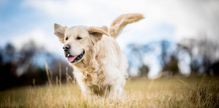 How to Train Your Dog to Be Calm Around Strangers: Essential Tips for Success