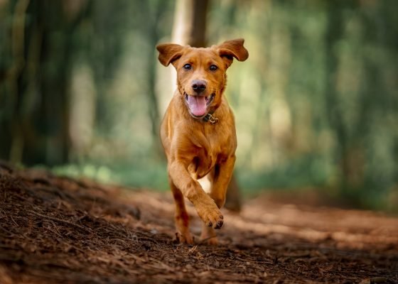 Recall Training: How to Get Your Dog to Come When Called Every Time - Pups And Pals