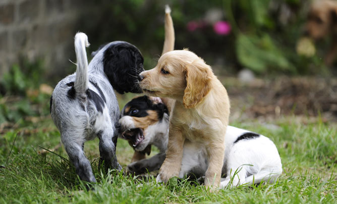 Socialising Your Puppy: How to get started early