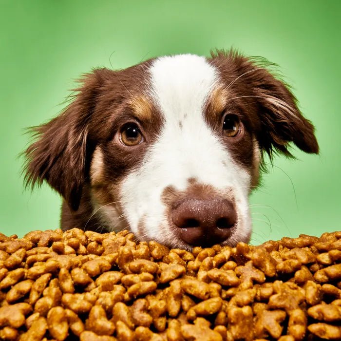 The Ultimate Guide to Choosing the Right Dog Food - Pups And Pals