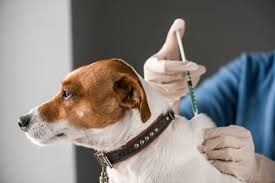 The Ultimate Guide to Dog Vaccinations: What You Need to Know - Pups And Pals