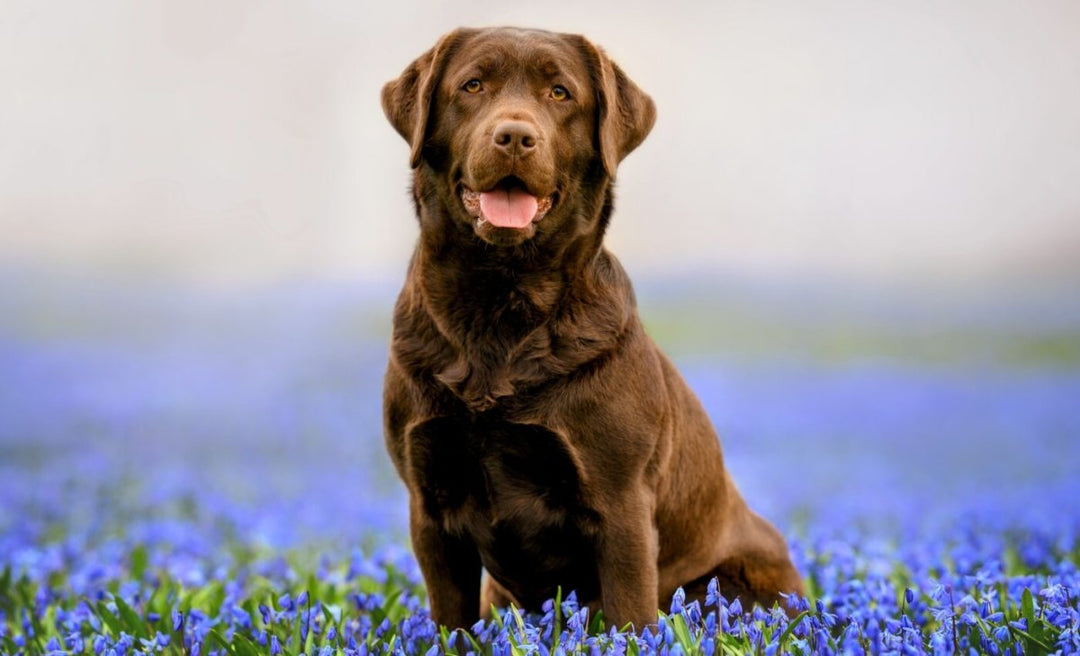 Top 10 Tips for a Healthy and Happy Dog - Pups And Pals