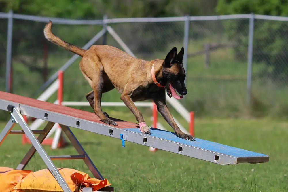 Training Tips for Active Dogs- Managing Your Canine Athlete - Pups And Pals