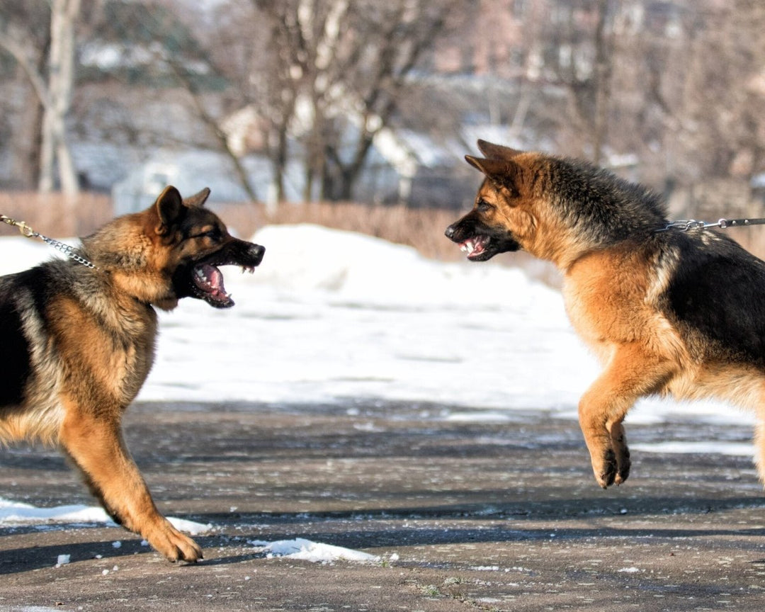 Understanding Dog Aggression and How to Manage It - Pups And Pals