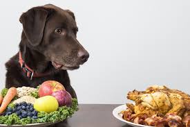 Understanding Dog Nutrition: What Should Your Dog Really Eat? - Pups And Pals