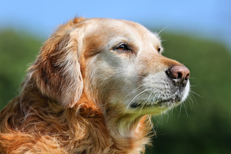 When Does A Dog Become Senior ? A Guide to Navigating Care - Pups And Pals