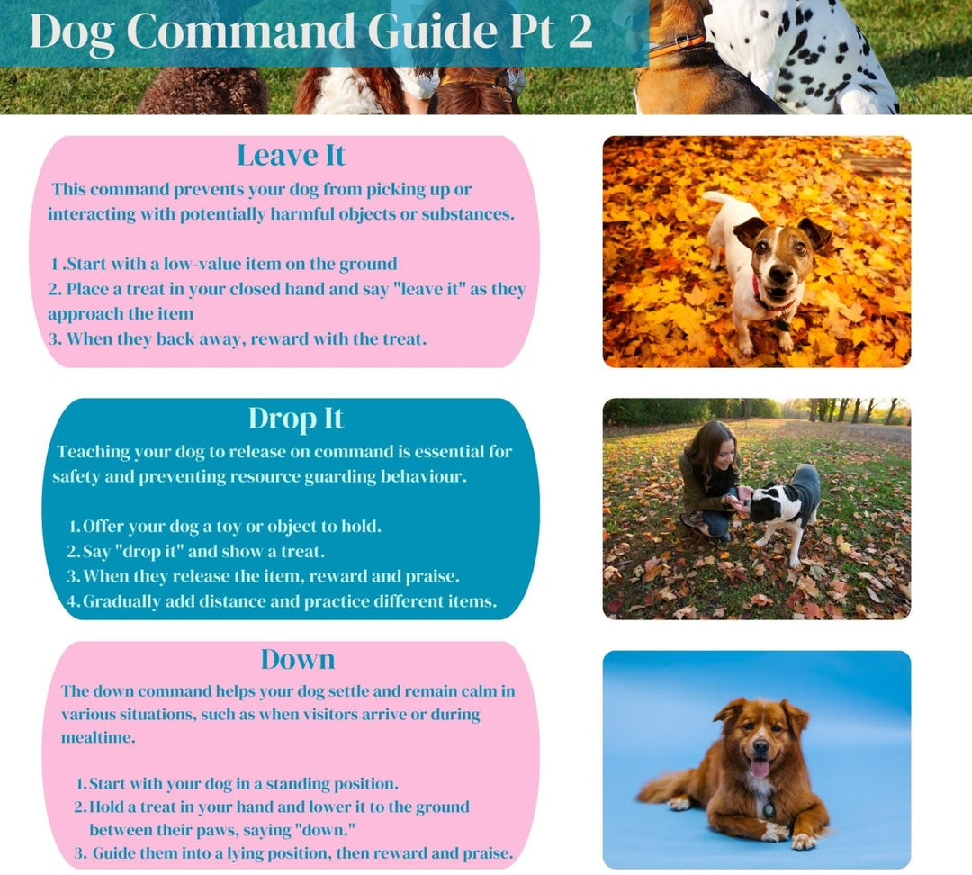 All - In - One Dog Owner Guide (80+ Pages) | Expert - Planners, Training & Health Guides | Making Dogs Easy | Custom Checklists | Dog Recipes All - In - One Dog Owner Guide (80+ Pages) | Expert - Planners, Training & Health Guides | Making Dogs Easy | Custom Checklists | Dog Recipes Pups And Pals